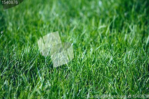 Image of Green grass