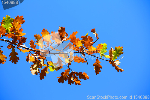 Image of Colored leafs on tree on a blue sky background