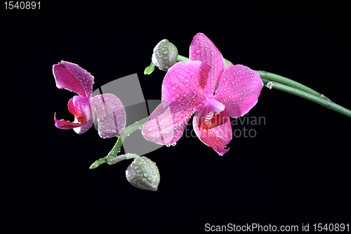 Image of Orchid flower with bud at the branch