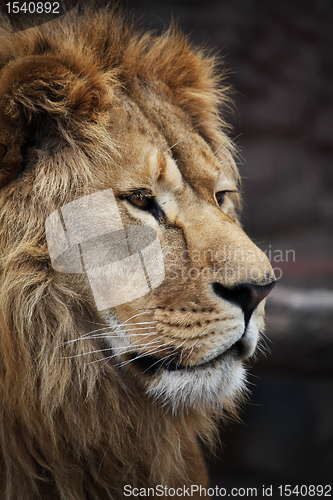 Image of Lion's portrait