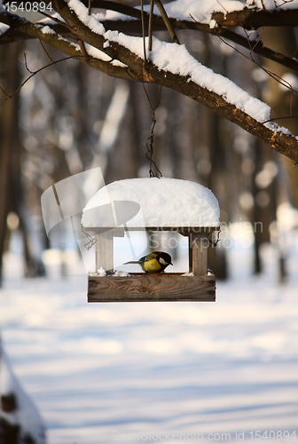 Image of Titmouse near the feeder