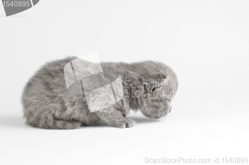 Image of Little kitten