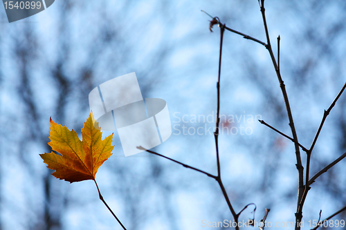 Image of Lonely maple leaf on a brench