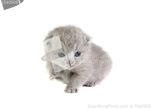 Image of Little kitten