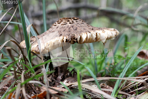 Image of Big mushroom