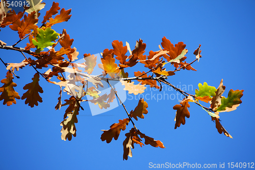 Image of Colored leafs on tree on a blue sky background