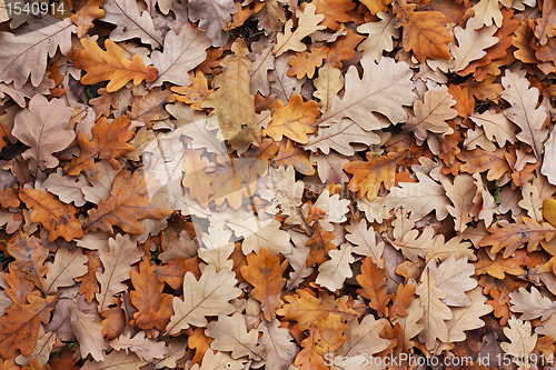 Image of Oak's leafs