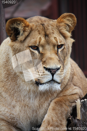 Image of Lioness portrait