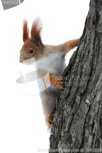 Image of Squirrel on the tree