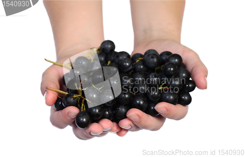 Image of Grape vine in a hands