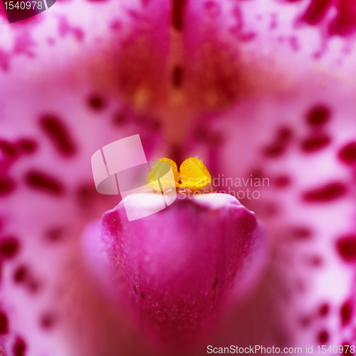 Image of Purple orchid closeup