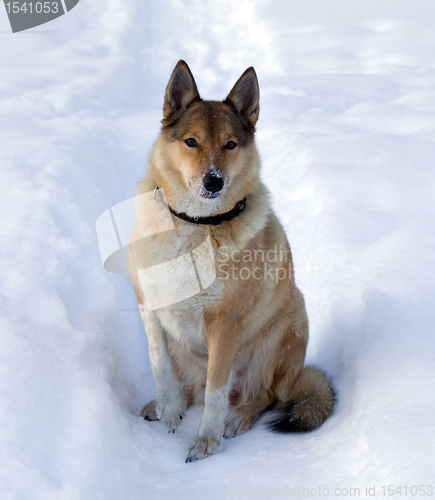 Image of A dog in a snowdrift