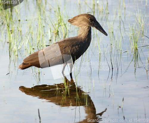 Image of Hamerkop in Uganda