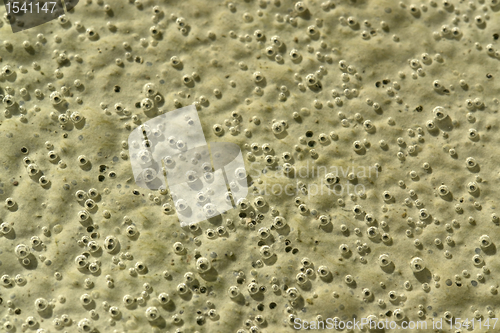 Image of organic bubbles on the ground