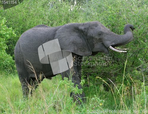 Image of Elephant in Uganda