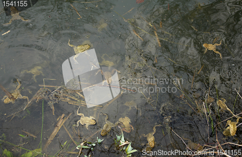 Image of lots of common toads