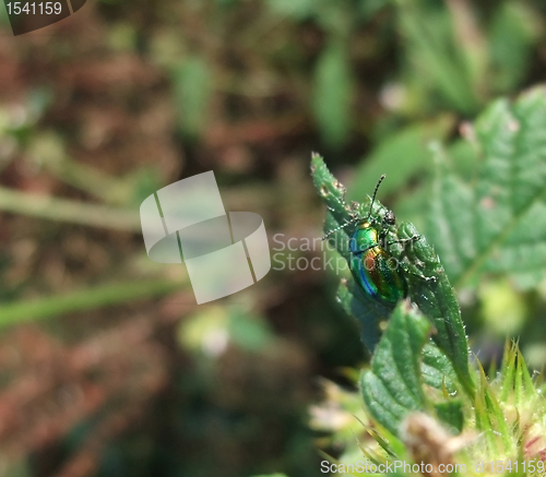 Image of Chrysolina fastuosa in natural back