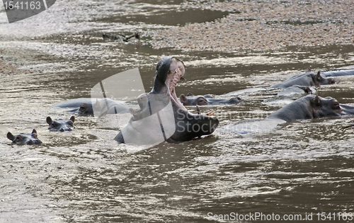 Image of Hippos in Uganda