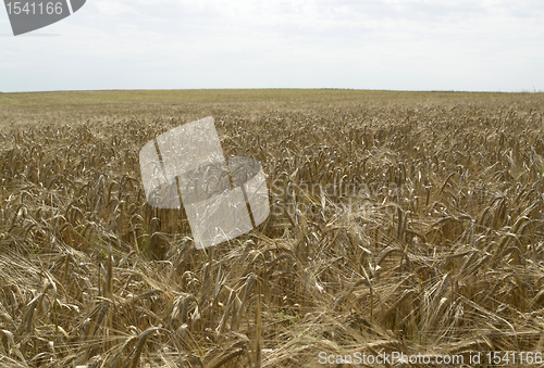 Image of barley field