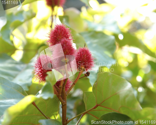 Image of red Lipstick Tree blossoms in sunny ambiance