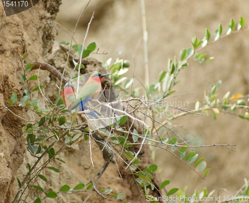 Image of colorful Bee-eaters and  twigs