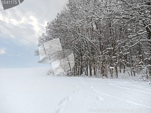 Image of winter forest detail