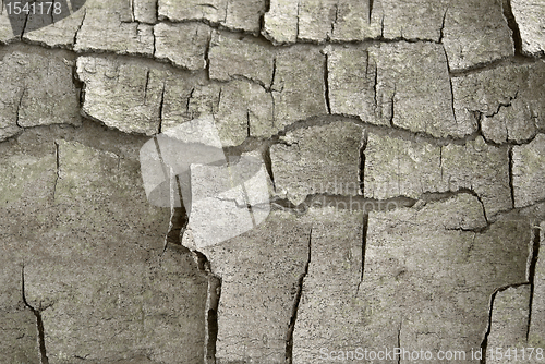 Image of cracked bark detail