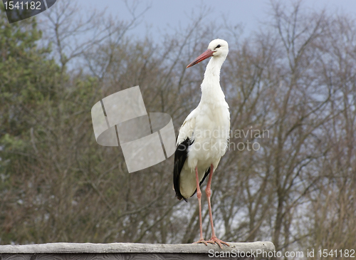 Image of White Stork in natural back