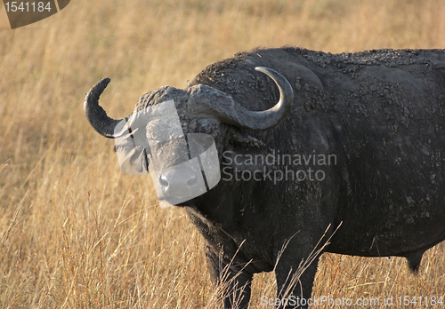 Image of African Buffalo in grassy back