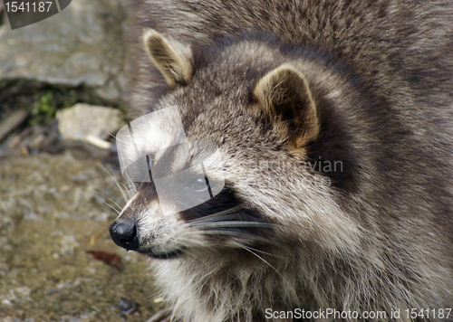 Image of Raccoon and water