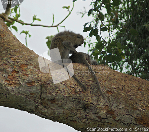 Image of vervet monkeys sitting on a big bough