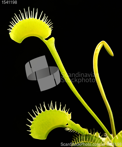 Image of carnivorous plant detail