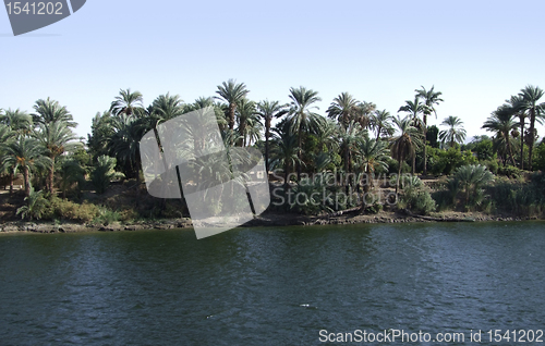 Image of Nile coast vegetation