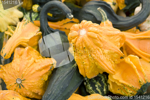 Image of lots of various curcurbits