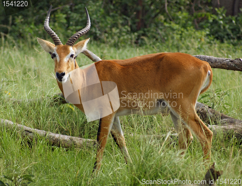 Image of Uganda Kob in grassy ambiance