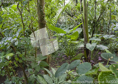 Image of flourish jungle vegetation