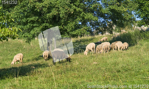 Image of grazing sheep in sunny ambiance
