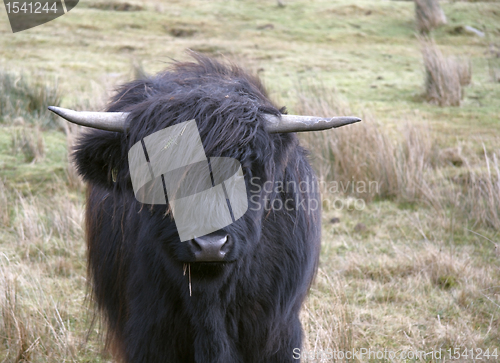 Image of long haired Highland cattle