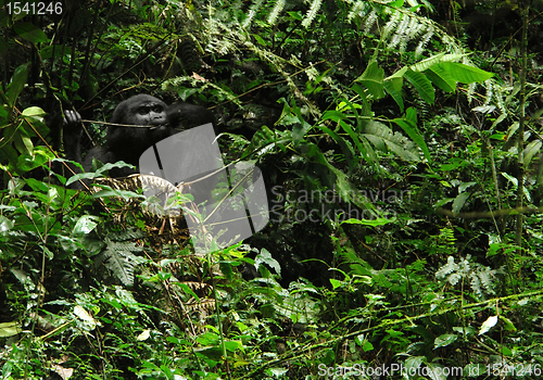 Image of Gorilla in Uganda