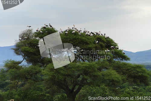 Image of Storks on top of a tree