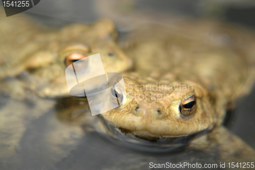 Image of common toads portrait