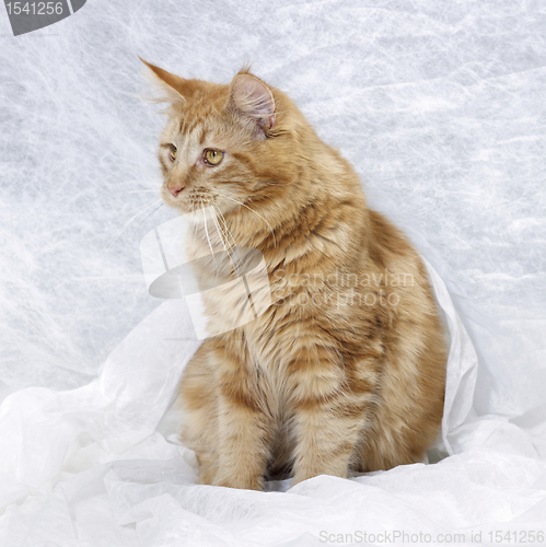 Image of Maine Coon kitten