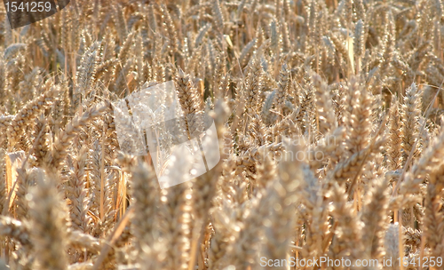 Image of ripe wheat field detail