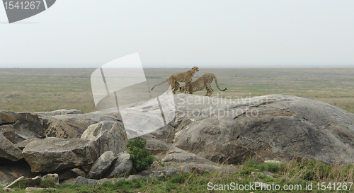 Image of two Cheetahs on a rock formation