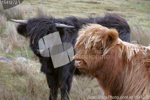 Image of Highland cattle scenery
