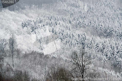 Image of snowy forest detail