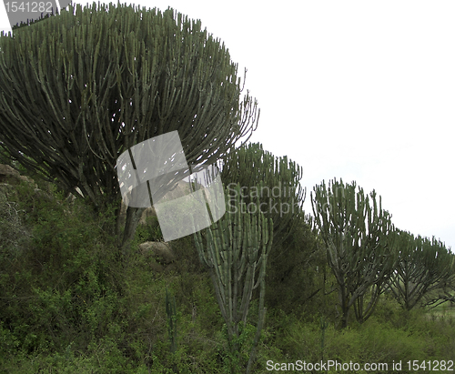 Image of green vegetation near Ngorogoro Crater in Africa