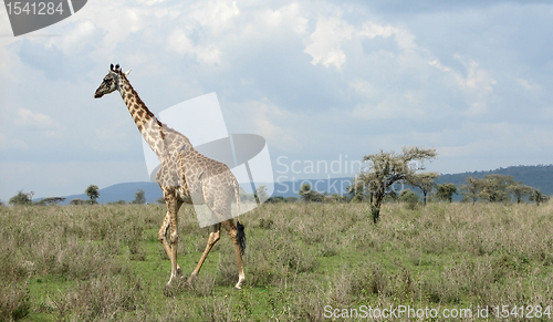 Image of walking Giraffe in the savannah