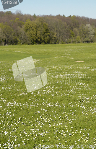 Image of sunny grassland