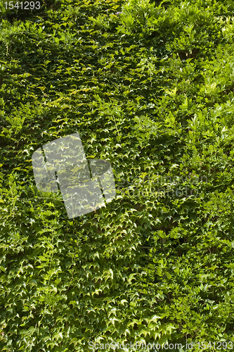 Image of green overgrown back